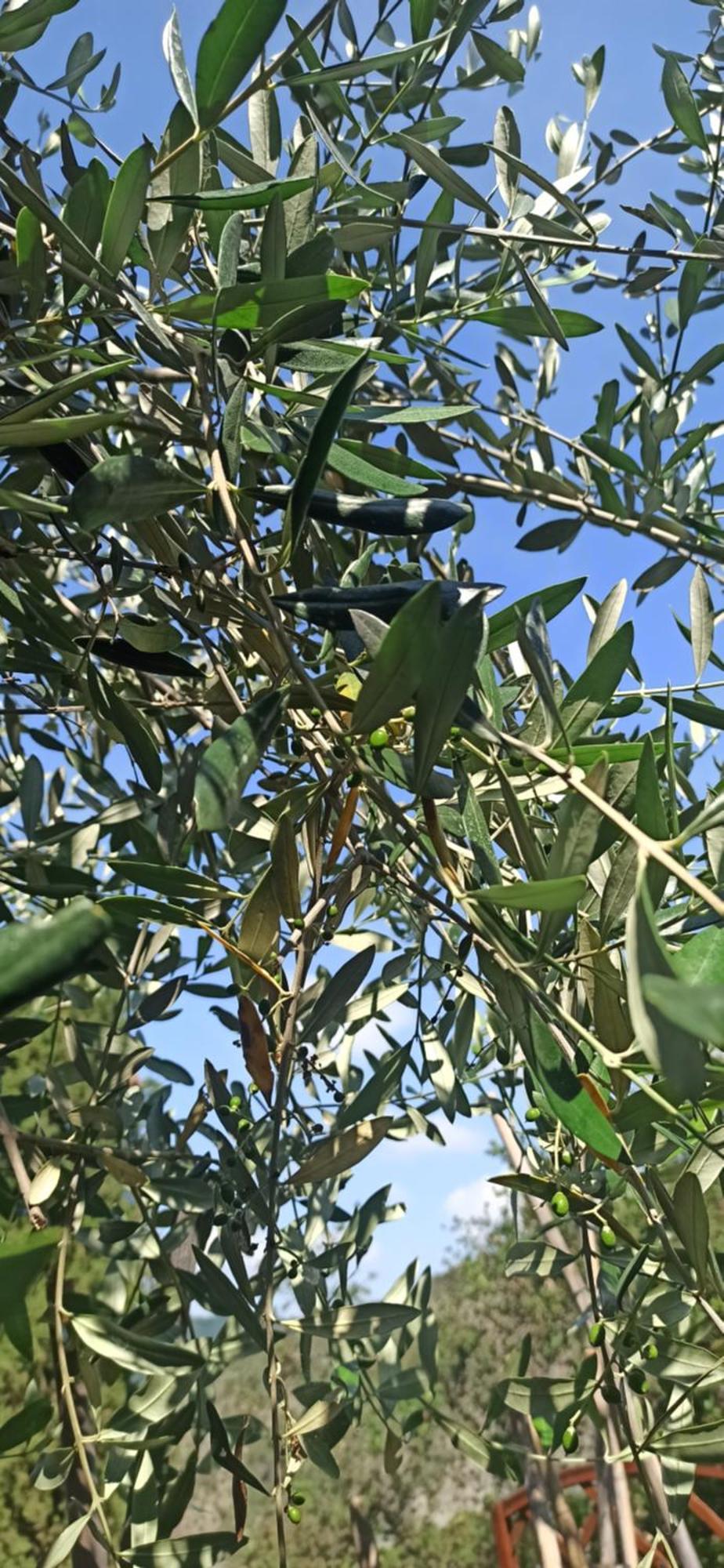 קזארצה ליגורה "Vento Di Levante Suite" Benvenuti In Collina מראה חיצוני תמונה